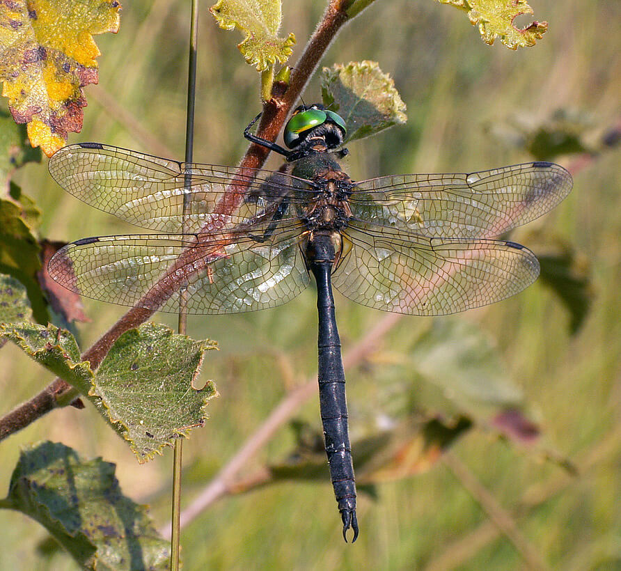 Male Somatochlora arctica Photo